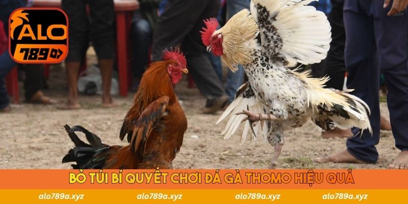 Bỏ túi bí quyết chơi đá gà Thomo hiệu quả