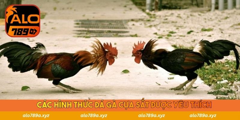 Các hình thức đá gà cựa sắt được yêu thích