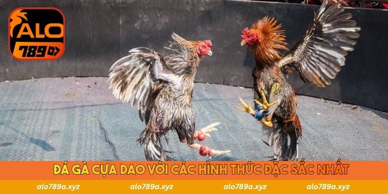 Đá gà cựa dao với các hình thức đặc sắc nhất