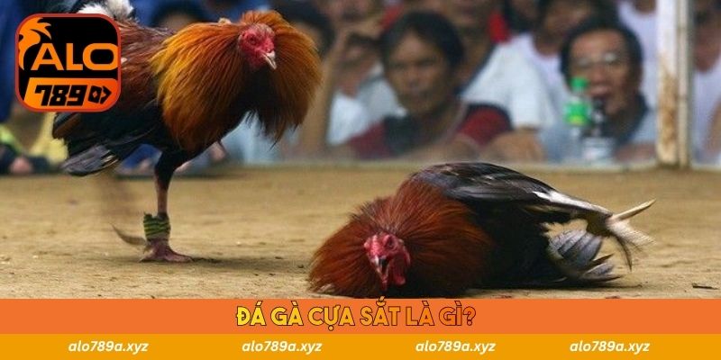 Đá gà cựa sắt là gì?