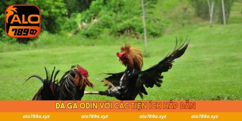 Đá gà ODIN với các tiện ích hấp dẫn