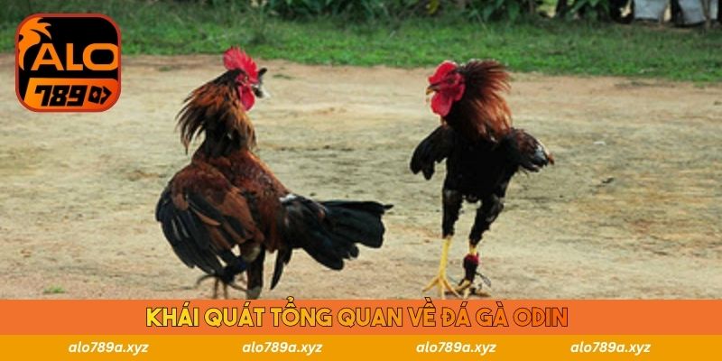 Khái quát tổng quan về đá gà ODIN