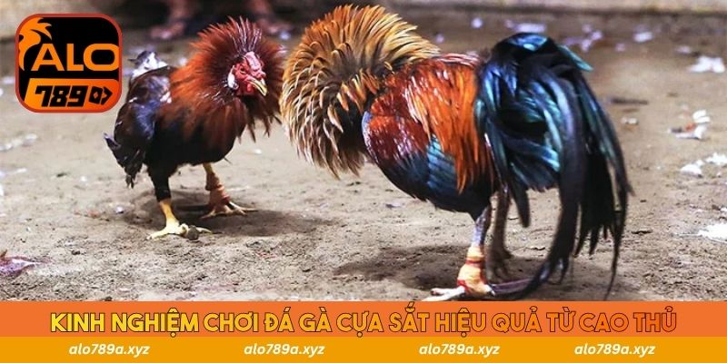 Kinh nghiệm chơi đá gà cựa sắt hiệu quả từ cao thủ