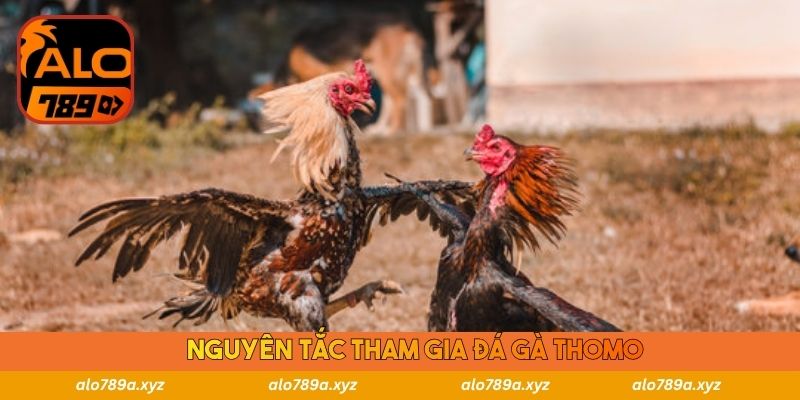 Nguyên tắc tham gia đá gà Thomo