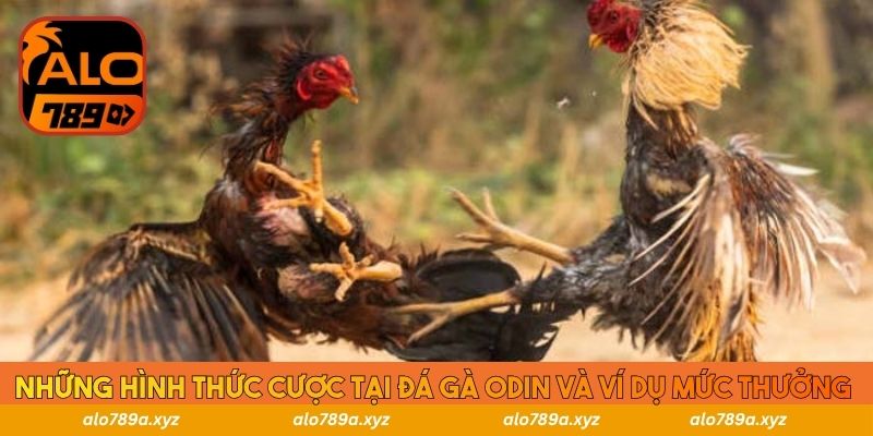 Những hình thức cược tại đá gà ODIN và ví dụ mức thưởng