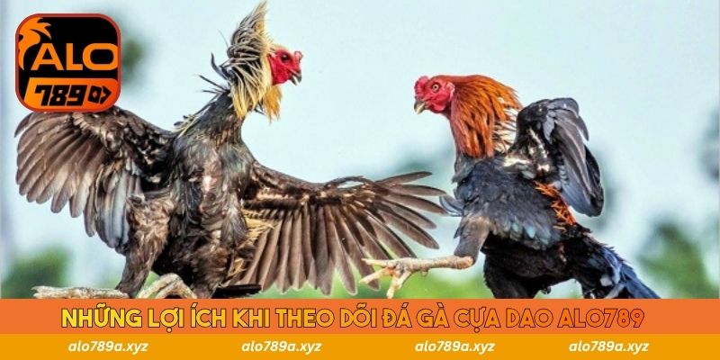 Những lợi ích khi theo dõi đá gà cựa dao Alo789