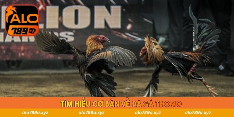 Tìm hiểu cơ bản về đá gà Thomo