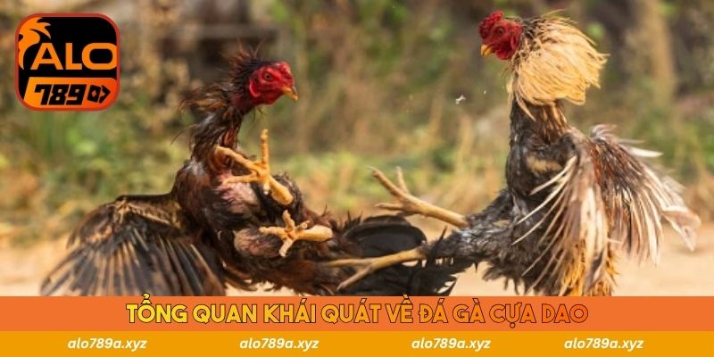 Tổng quan khái quát về đá gà cựa dao