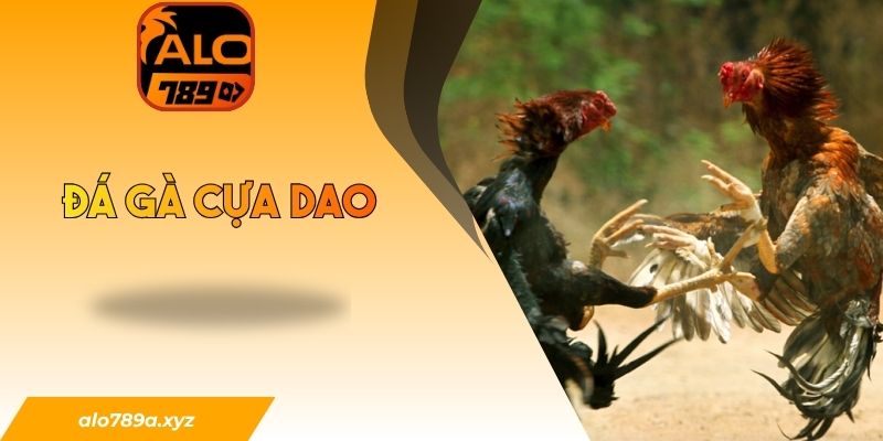 Đá gà cựa dao