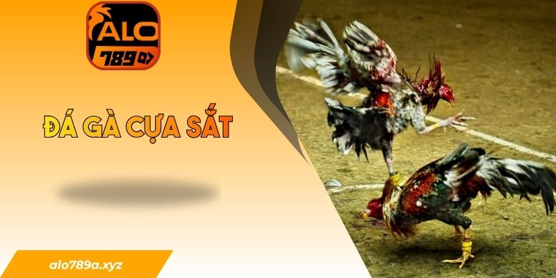 Đá gà cựa sắt
