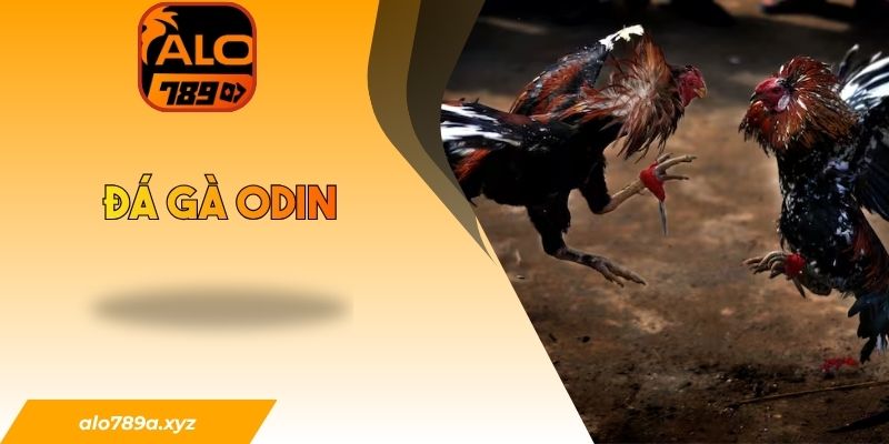 Đá gà ODIN