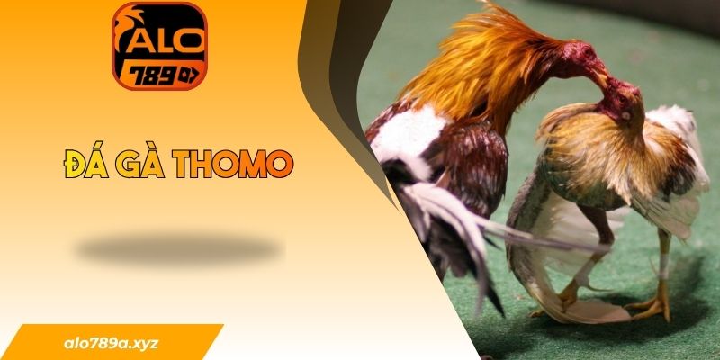 Đá gà Thomo